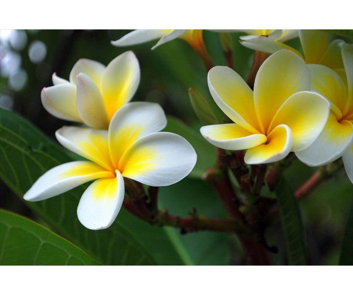 11a_Frangipani