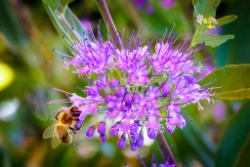 Summer Beauty Photo