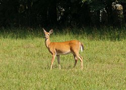 A deer in a meadow